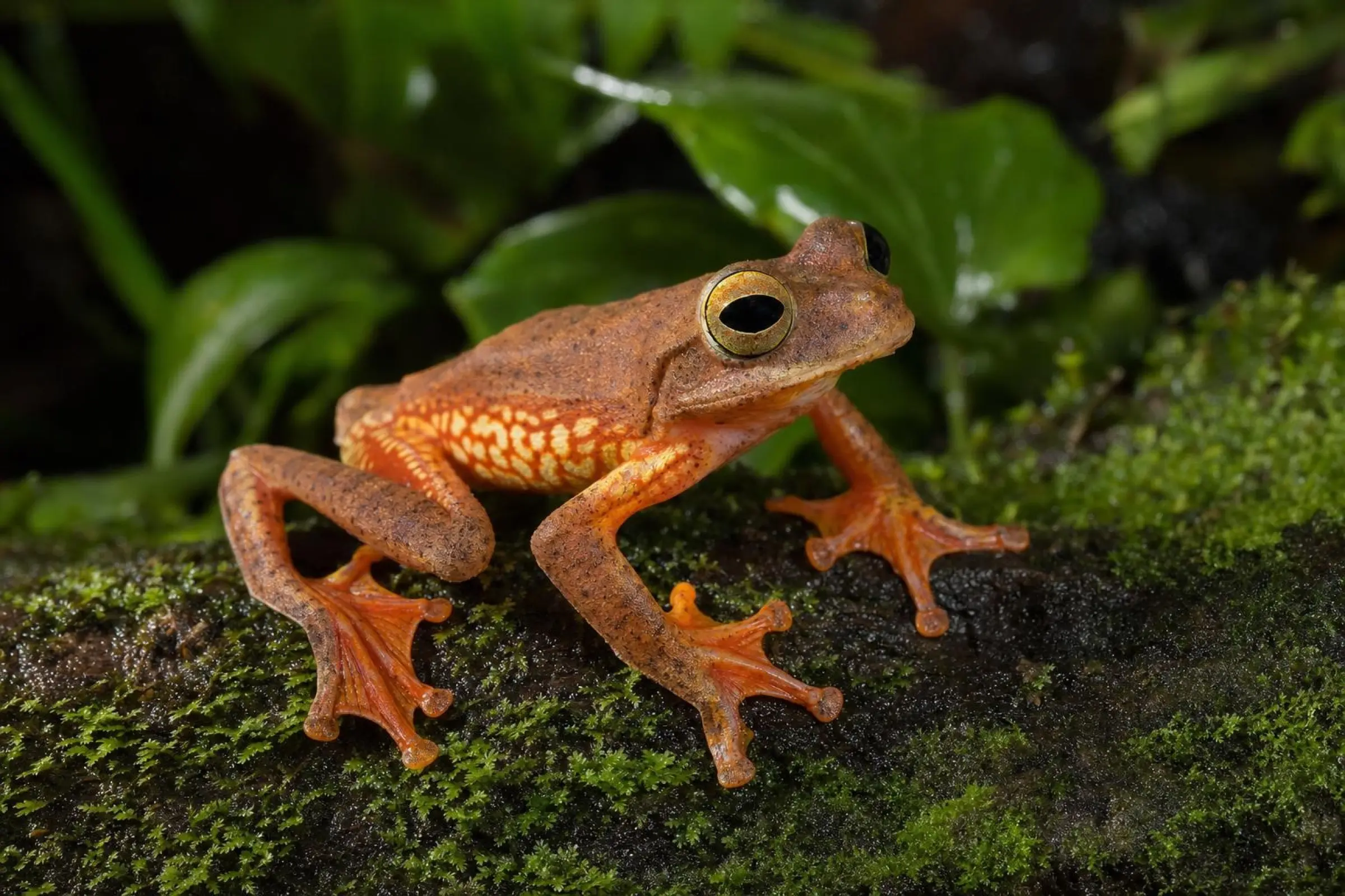 Harlekin-Flugfrosch, Rhacophorus pardalis