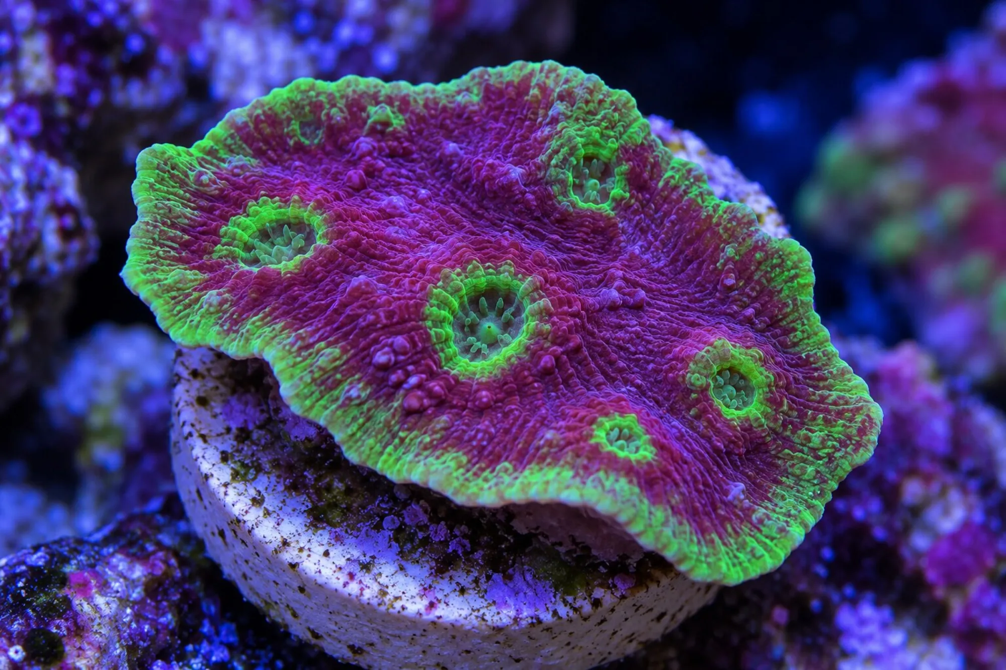 Kelchkoralle „Watermelon“ (Nachzucht), Echinophyllia echinoporoides, Größe S–M