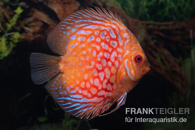 Diskusfisch ASIA-NZ, Symphysodon discus Red royal pigeon (Classic striped pigeon), 2 Zoll, 5-6 cm