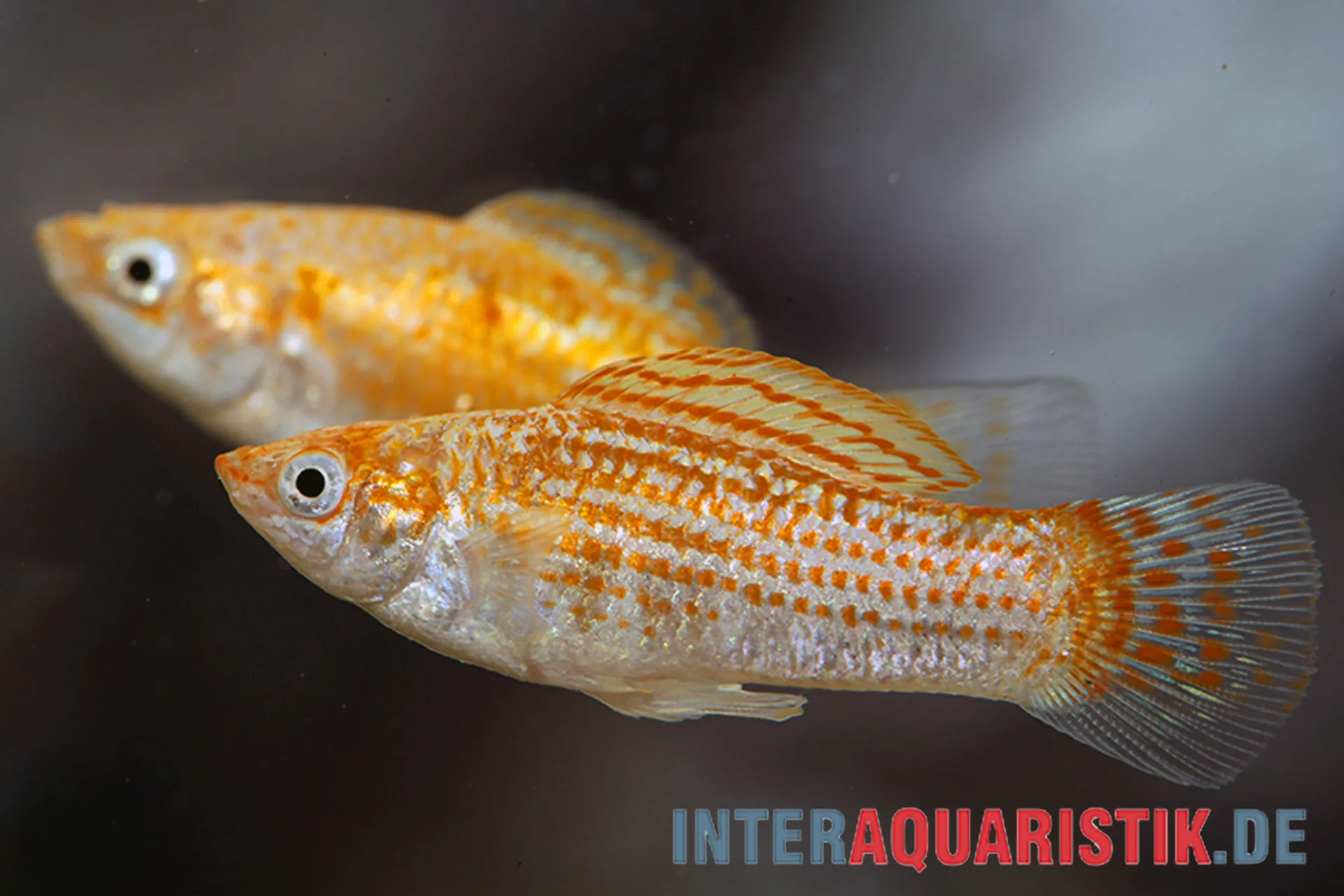 Nahaufnahme des Silbermolly Orange Spot (Poecilia latipinna) mit silbrigem Körper, auffälliger orangefarbener Punktreihung und großer Segelflosse; lebendgebärender Segelkärpfling, gut geeignet für hartes Wasser.