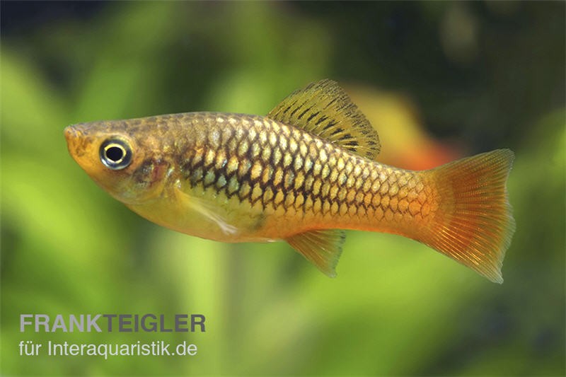 Papageienplaty, Xiphophorus variatus