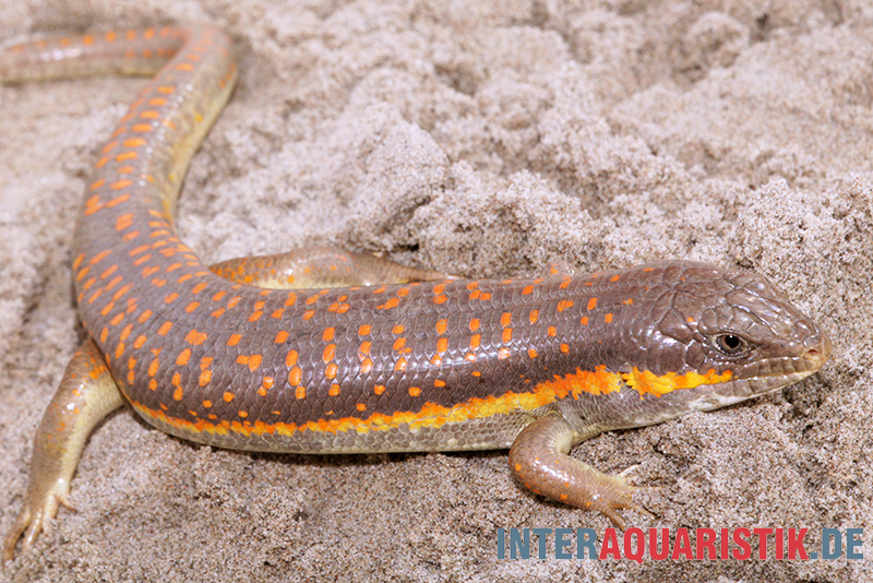 Berberskink, Eumeces schneiderii