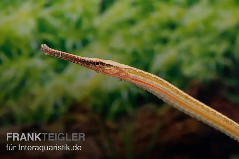 Heterosoma-Süßwassernadel, Doryichthys heterosoma (Long Mouth Pipefish)