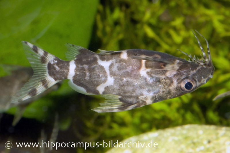 Rückenschwimmender Kongowels, Synodontis nigriventris