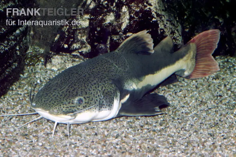 Rotflossen-Antennenwels, Phractocephalus hemioliopterus