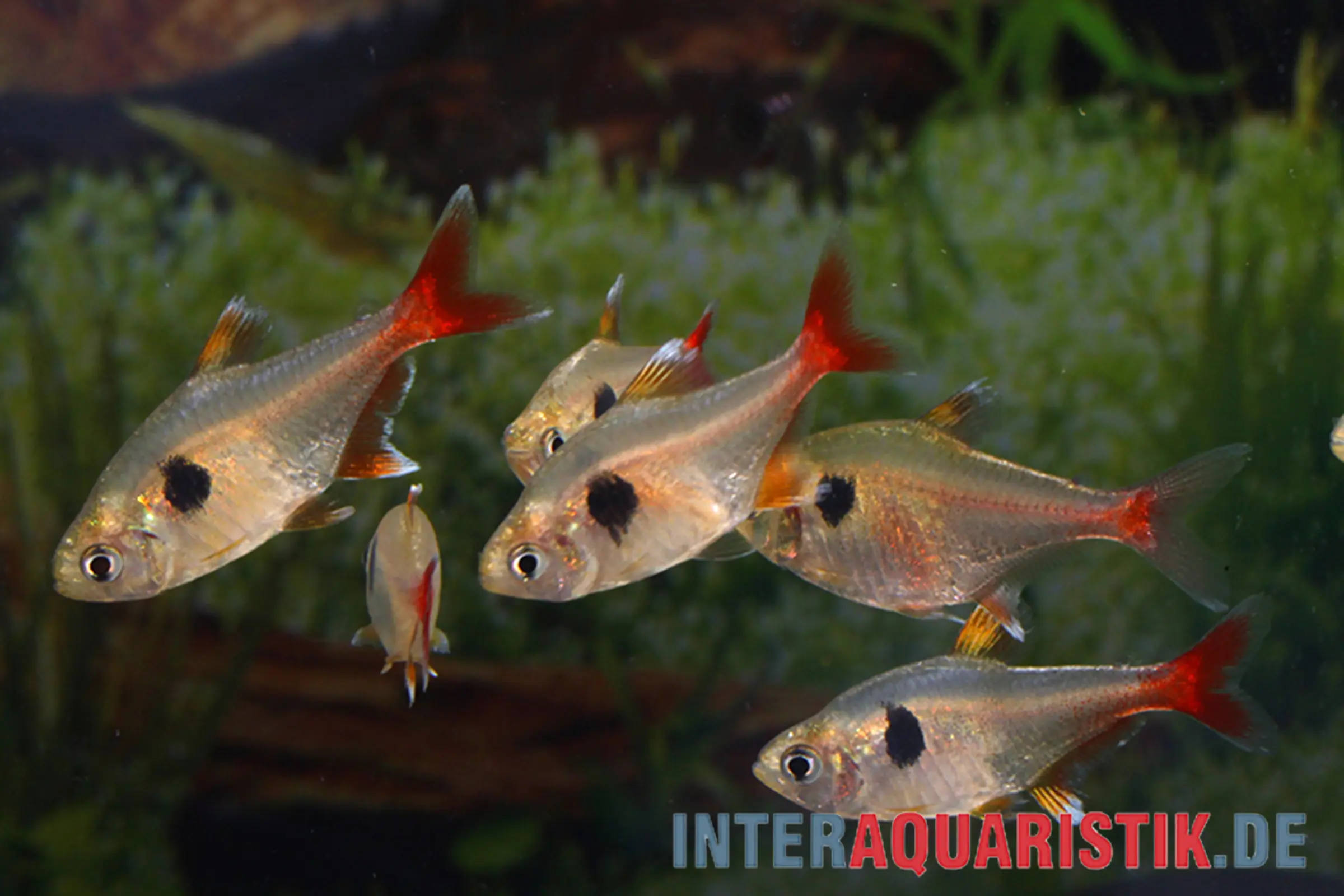 Gelber Phantomsalmler, Hyphessobrycon roseus