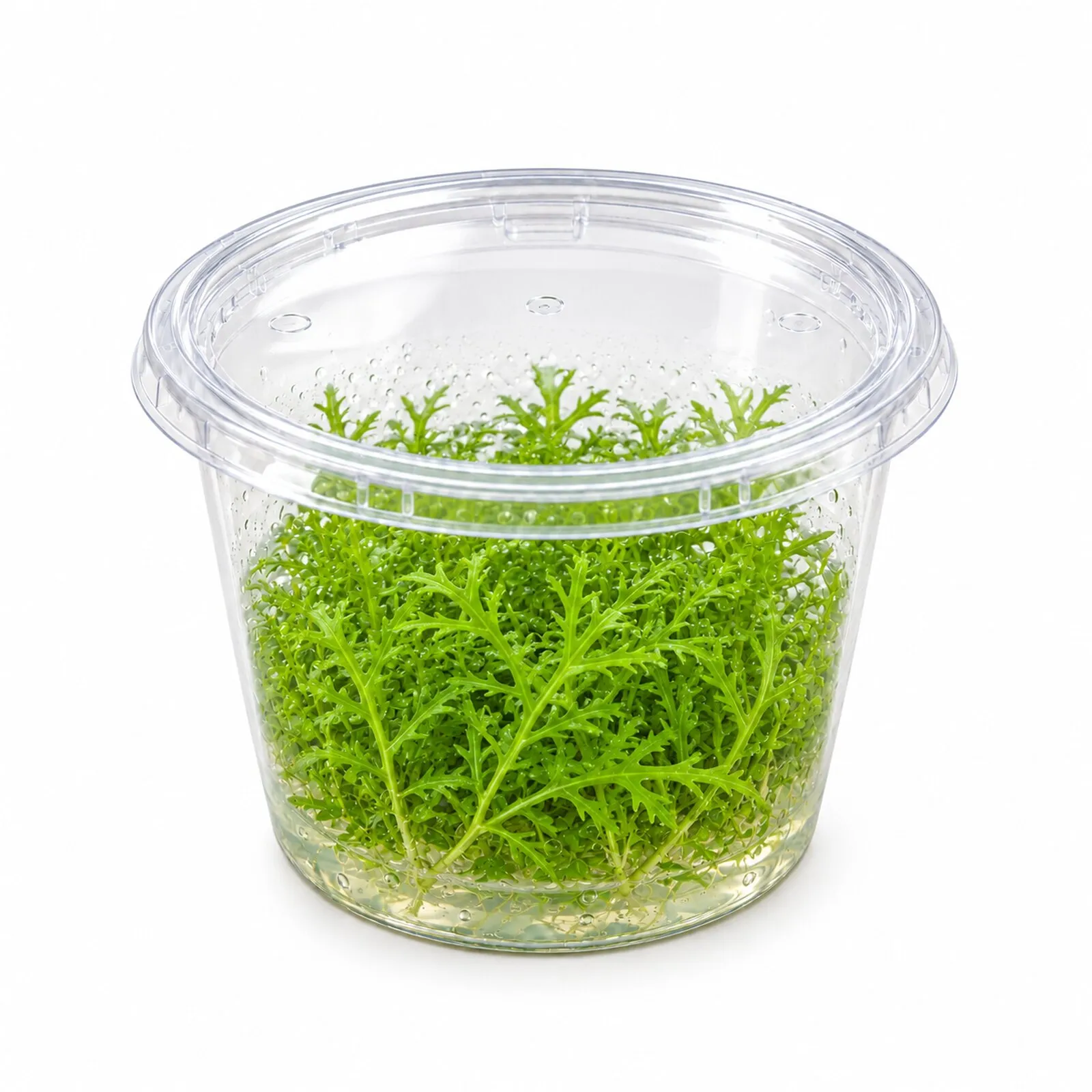 Indischer Wasserwedel, Hygrophila difformis, In-Vitro-Pflanze
