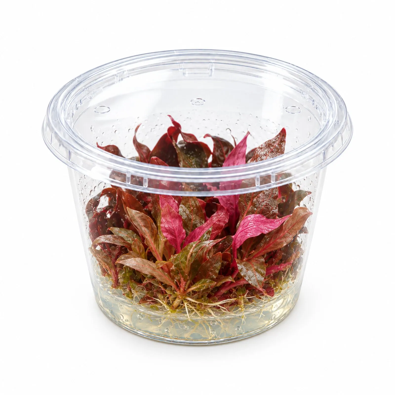 Rotes Papageienblatt, Alternanthera reineckii "Rosanervig", In Vitro
