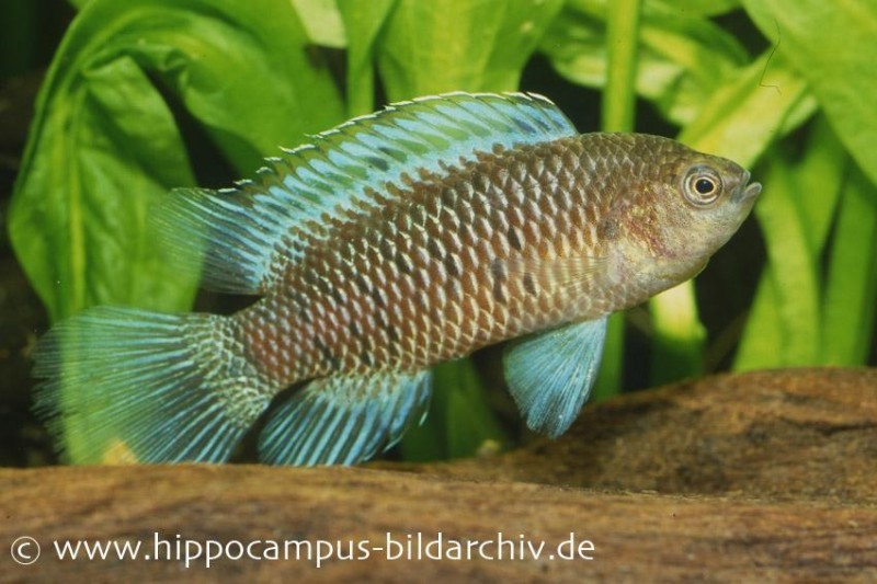 Blaubarsch, Badis badis