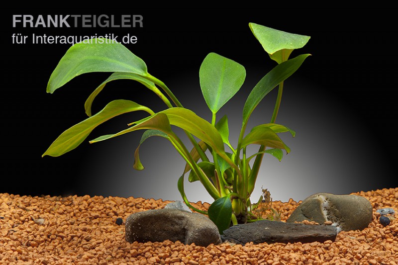 Spießblättriges Speerblatt, Anubias hastifolia, XXL-Pflanze, Mutterpflanze