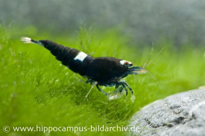 Black King Kong Garnele, Caridina spec. Black King Kong (Taiwan Bee)