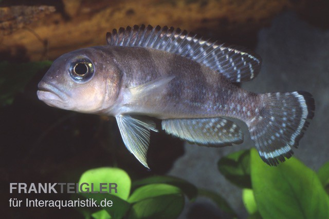 Schneckenbuntbarsch, Lamprologus ornatipinnis