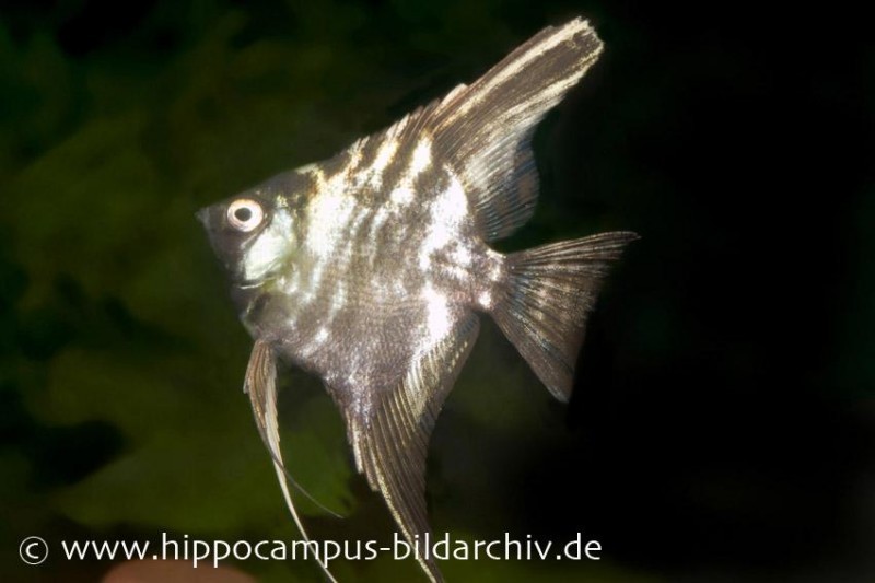 Marmor-Skalar, Pterophyllum scalare, DNZ 4-5 cm