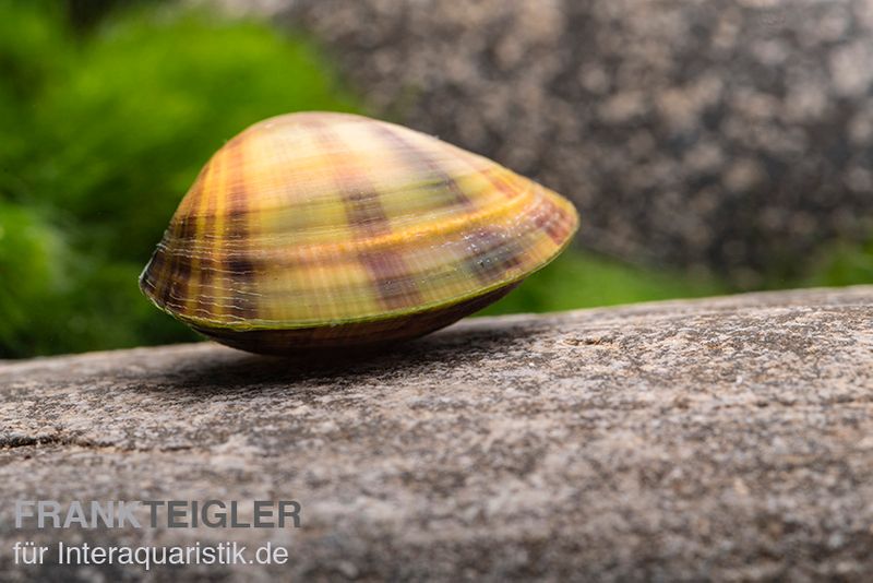 Regenbogen-Zwergmuschel, Anodonta sp.