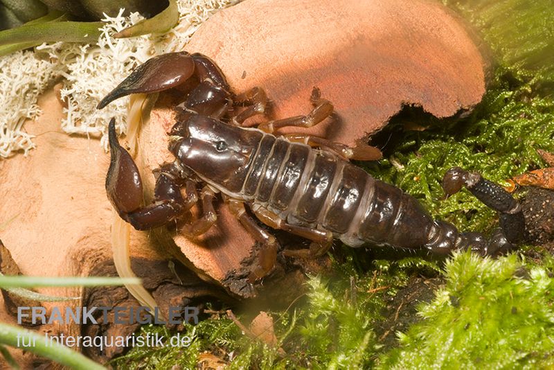 Schwarzer Thaiskorpion, Heterometrus spinifer