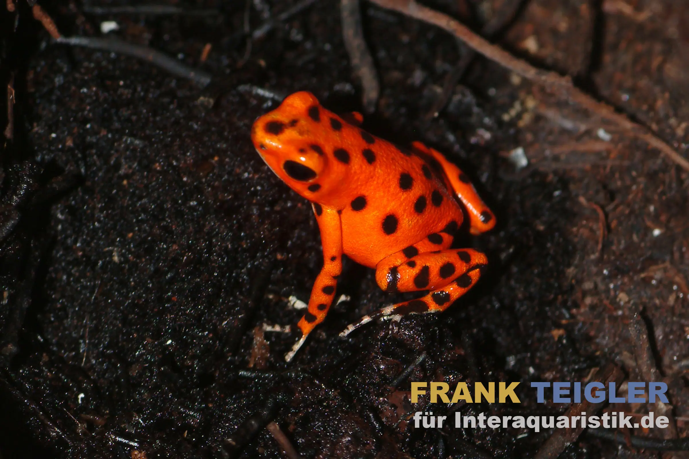 Erdbeerfröschchen, Oophaga pumilio Colon "Strawberry" 
