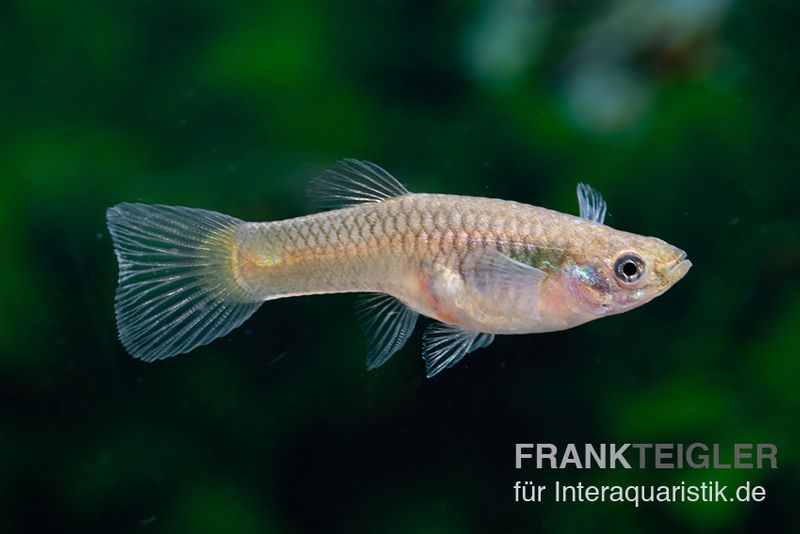 Wildguppy, Poecilia reticulata, Männchen