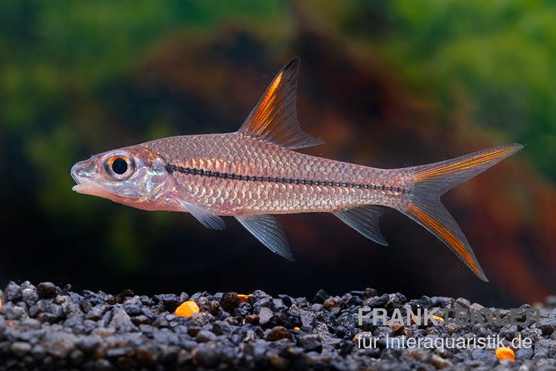 Schönflossen-Flussbarbe, Cyclocheilichthys janthochir