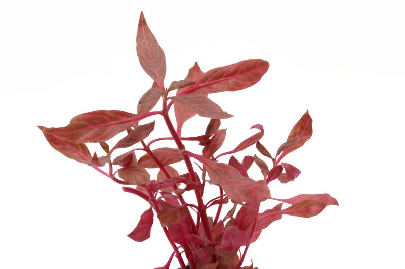 Rosanerviges Papageienblatt, Alternanthera reineckii "Red Ruby", im Topf