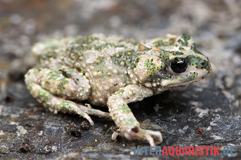 Atlaskröte, Bufo brongersmai