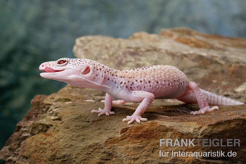 Leopardgecko, Eublepharis macularius, BELL ALBINO ENIGMA