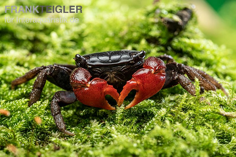 Laeve-Krabbe, Neosarmatium laeve, Zufällig ausgewählt