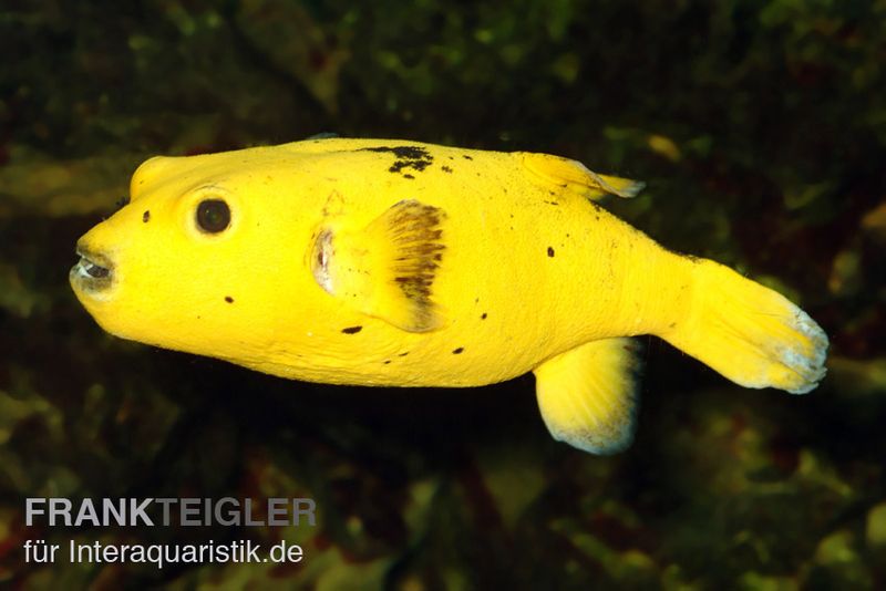 Meerwasserfische im Aquarium sind immer ein Hingucker