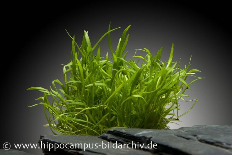 Neuseelandgras, Lilaeopsis brasiliensis, im Topf