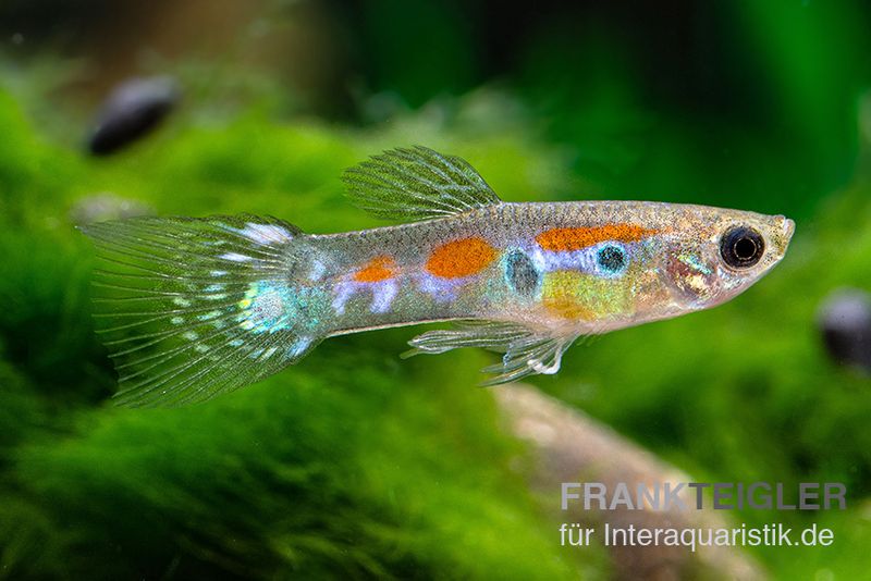 Wildguppy, Poecilia reticulata, Männchen