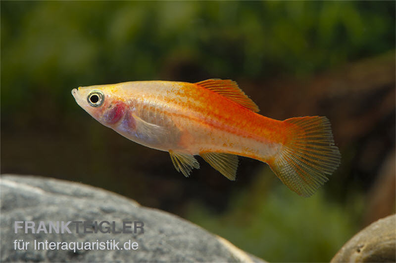 Ananas-Schwertträger, Xiphophorus helleri, Paar (1 Männchen + 1 Weibchen)