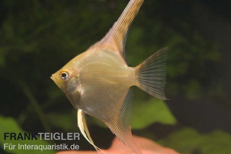 Skalar Gold, Pterophyllum scalare