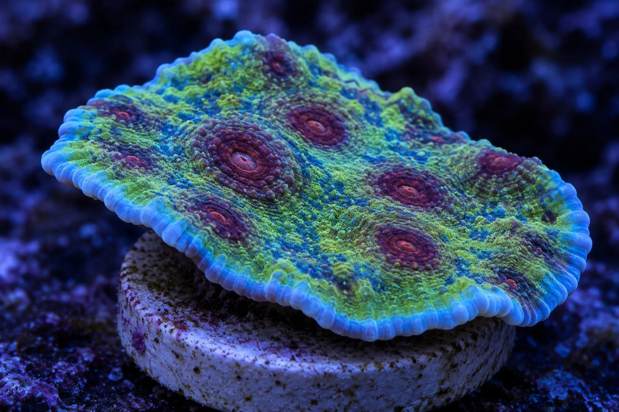 Kelchkoralle „Avatar“ (Nachzucht), Echinophyllia spec., Größe S–M