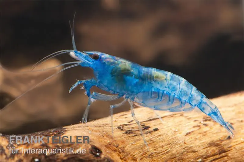 Blue Dream Garnele, Neocaridina davidi