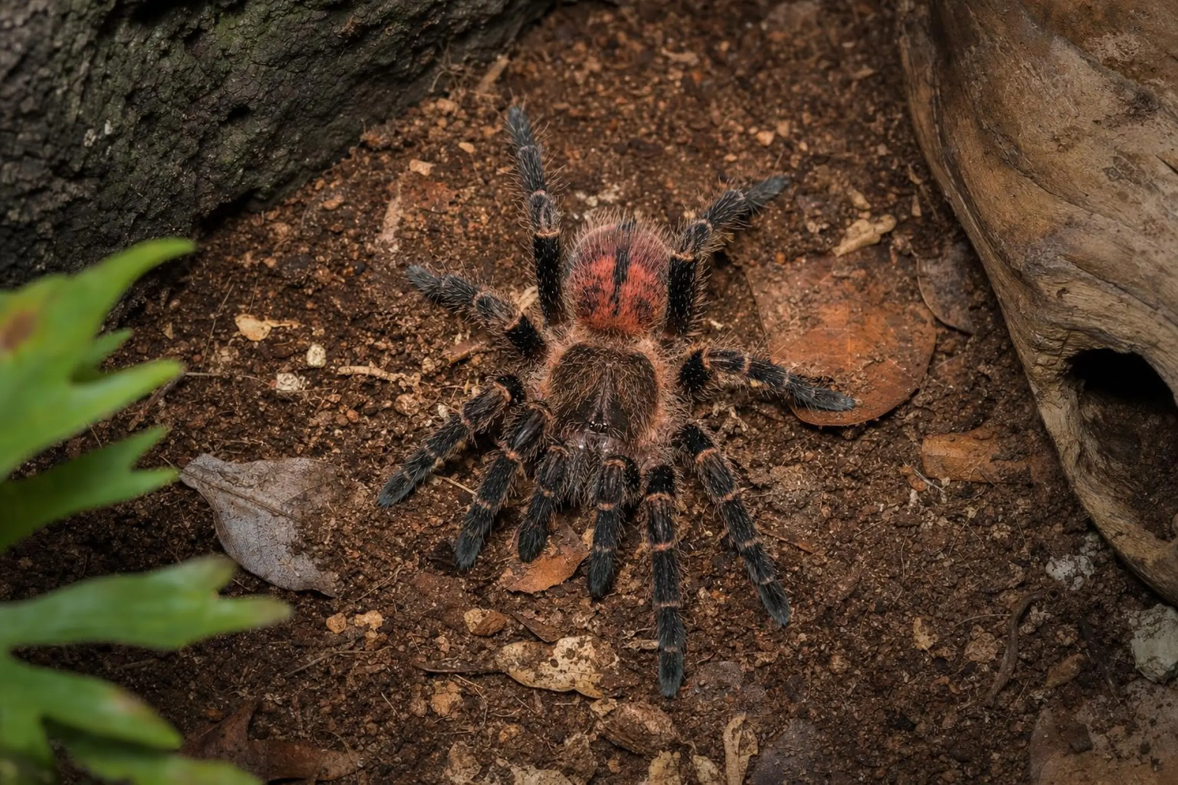 Panama-Zwergvogelspinne aus Nachzucht (früher Ami), Neischnocolus sp. Panama