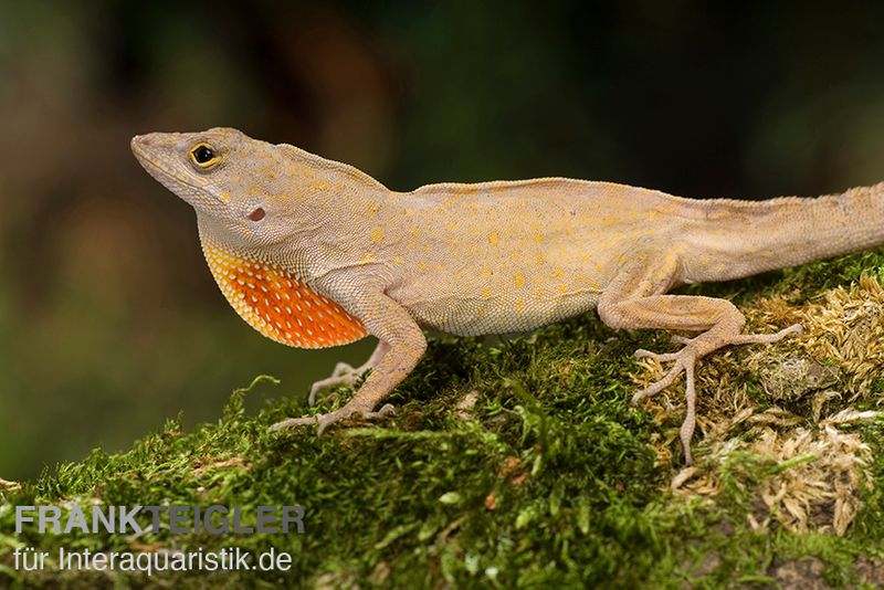 Bahama-Anolis, Anolis sagrei, Paar