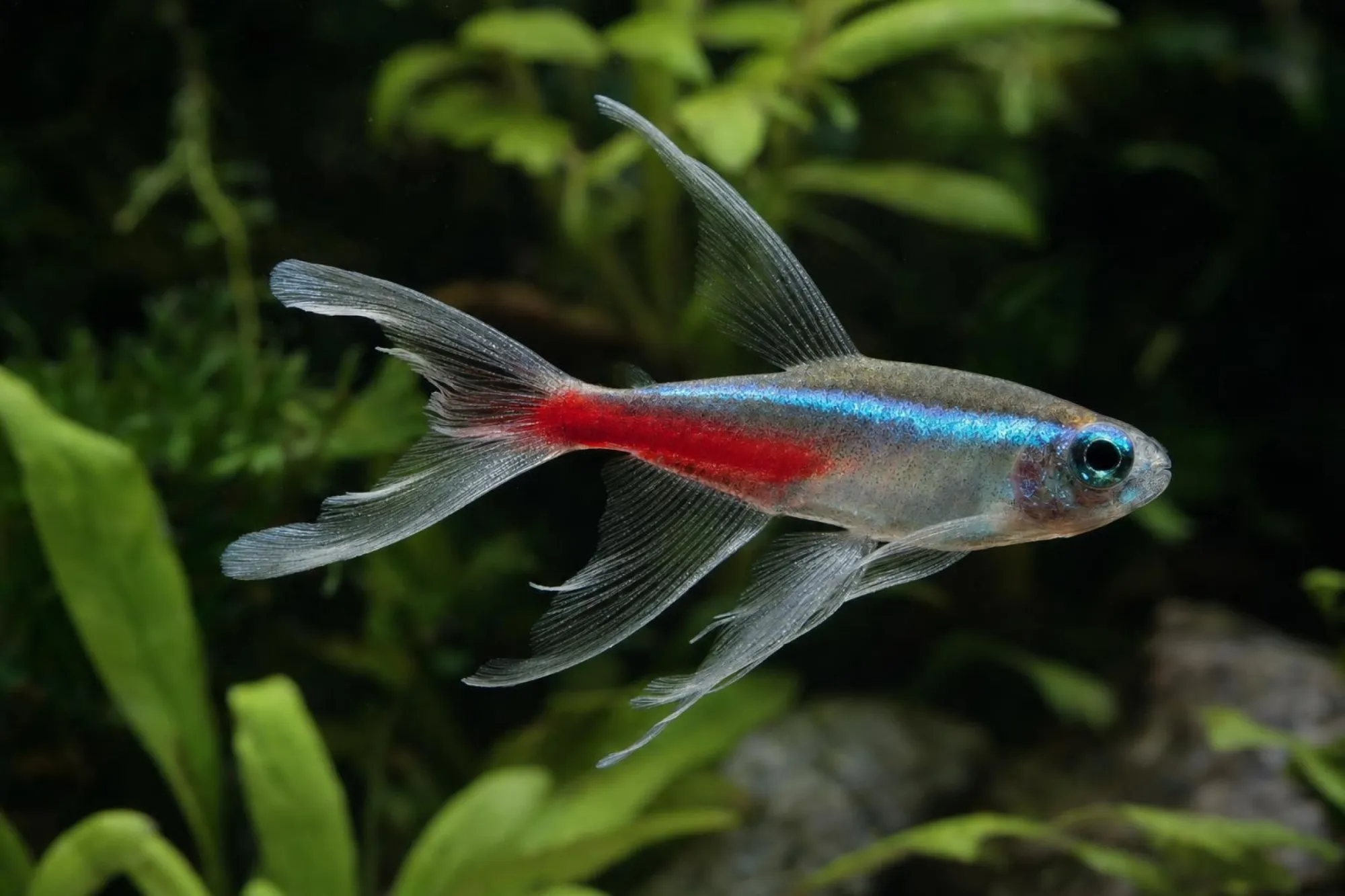 Schleier-Neonsalmler, Paracheirodon innesi
