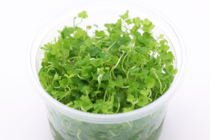 Japanischer Wassernabel, Hydrocotyle tripartita, im 250 ml Becher