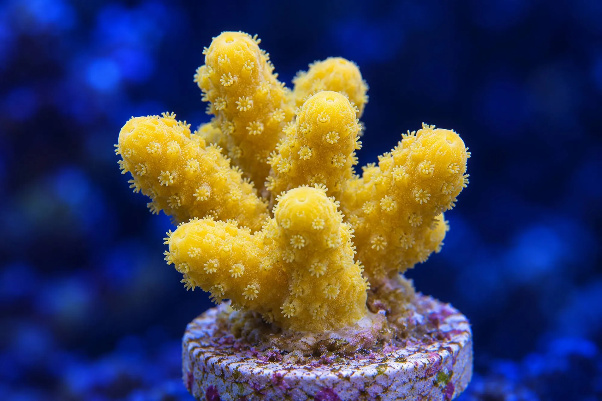Fingerkoralle „Gelb“ (Nachzucht), Stylophora pistillata, Größe S–M