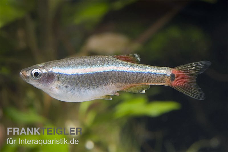 Kardinalfisch, Tanichthys albonubes