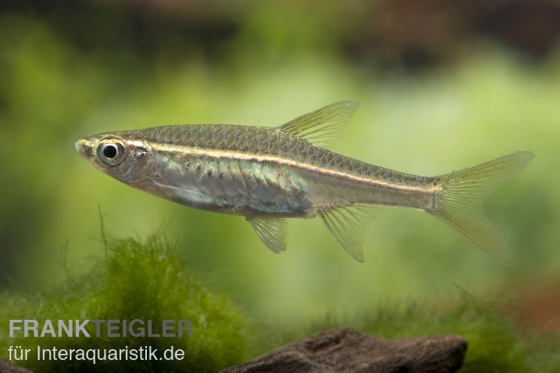 Glühlichtbärbling, Rasbora pauciperforata