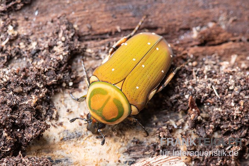 Grüner Mini-Rosenkäfer, Amauroleucocelis lunata