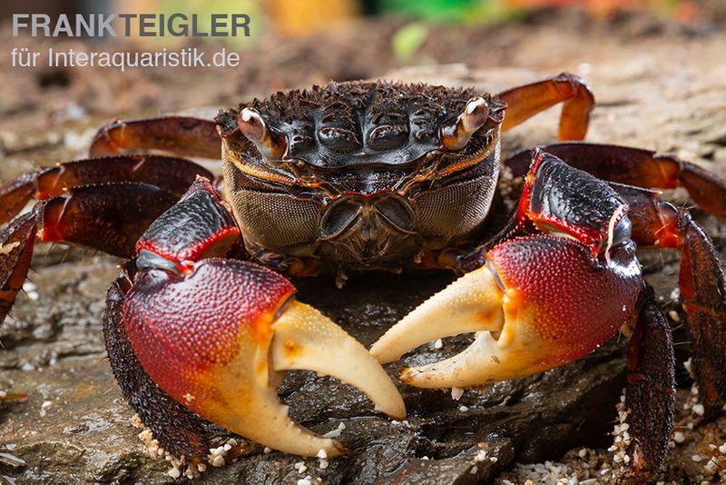 Spider Crab, Neosarmatium meinerti, Zufällig ausgewählt