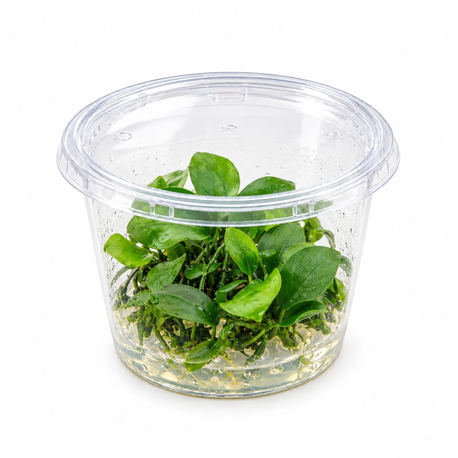 Zwergspeerblatt, Anubias nana, In Vitro