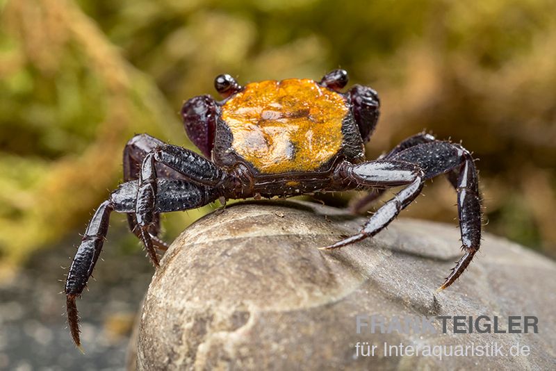 Schwarzfuss-Vampirkrabbe, Geosesarma sp. 'Black leg', Trio (1 Männchen + 2 Weibchen)