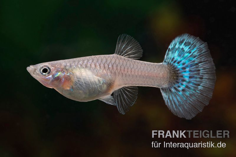 Big Ear Red Mosaic Guppy, Poecilia reticulata, Männchen