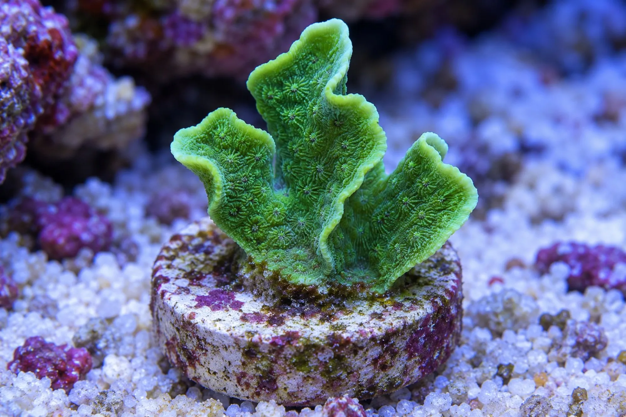 Kaktuskoralle „Grün“ (Nachzucht), Pavona cactus, Größe S–M