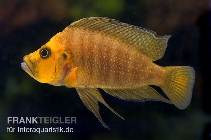 Nanderbuntbarsch, Altolamprologus compressiceps, DNZ