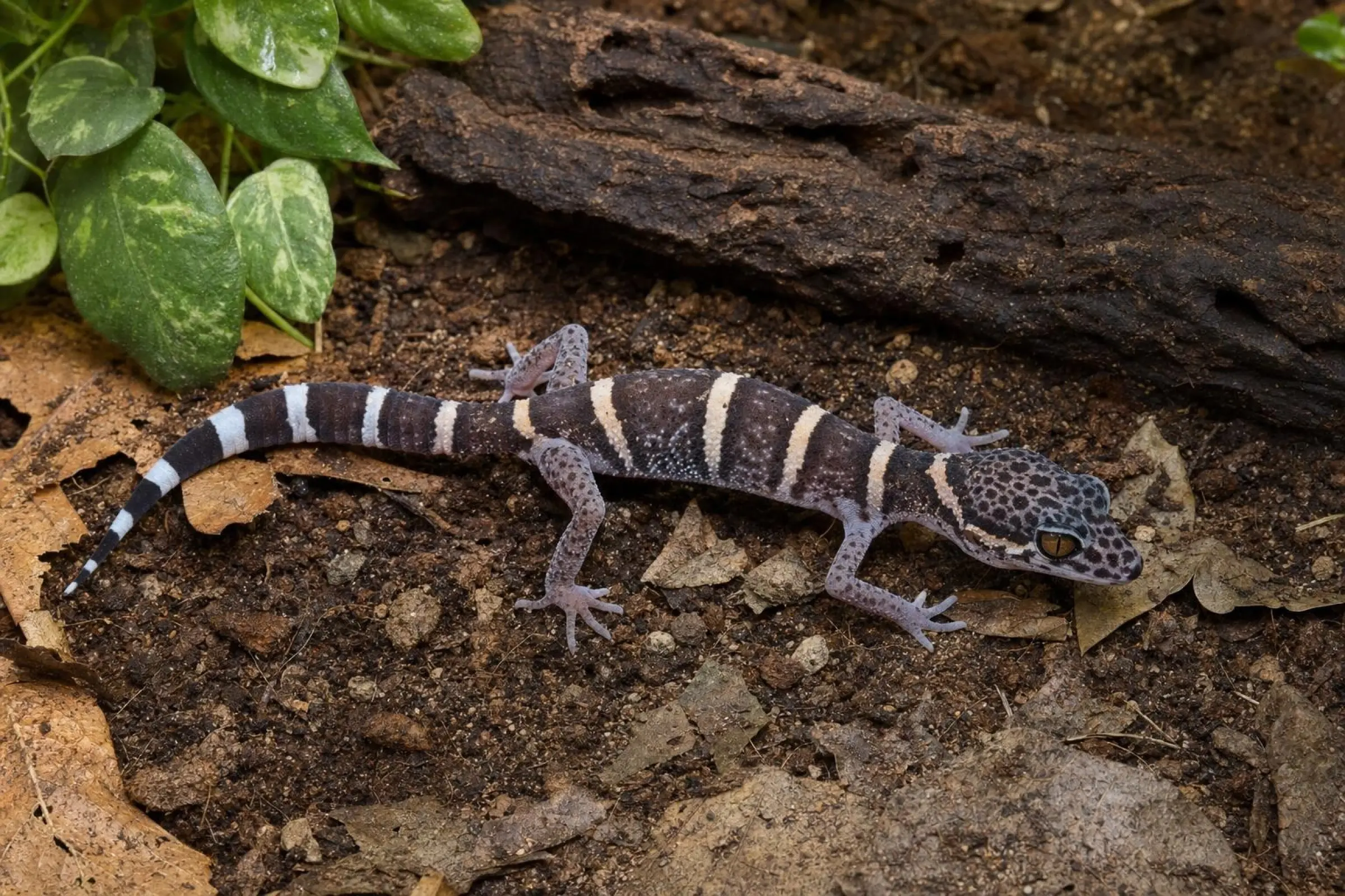 Lichtenfelders Tigergecko aus Nachzucht, Goniurosaurus lichtenfelderi