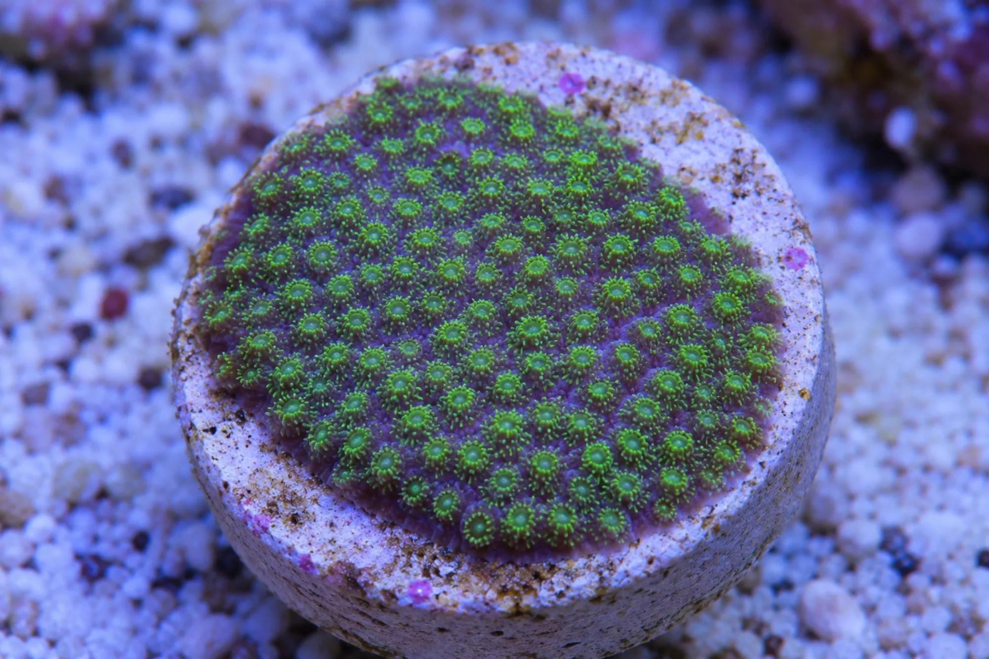 Krustenkoralle „Violett/Grün“ (Nachzucht), Leptastrea spec., Größe S–M