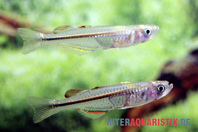 Neuguinea-Blauauge, Pseudomugil novaeguineae